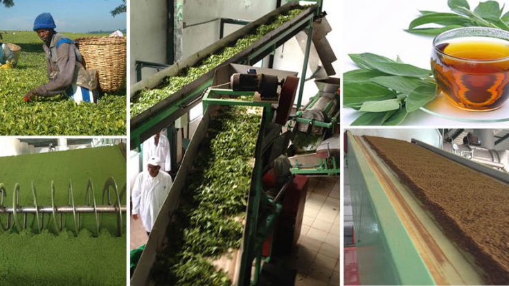 Esbelt-belts-for-the-Tea-industry