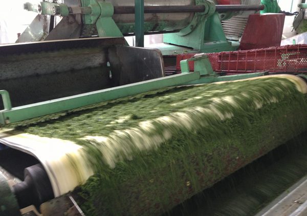 Esbelt CLINA series conveyor belts for tea processing