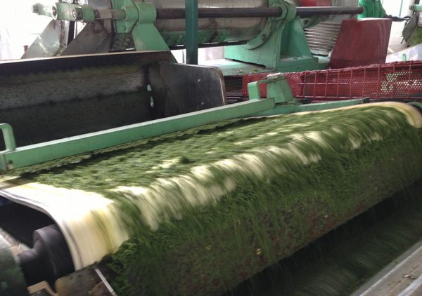 Conveyor Belt - PVC - CLINA