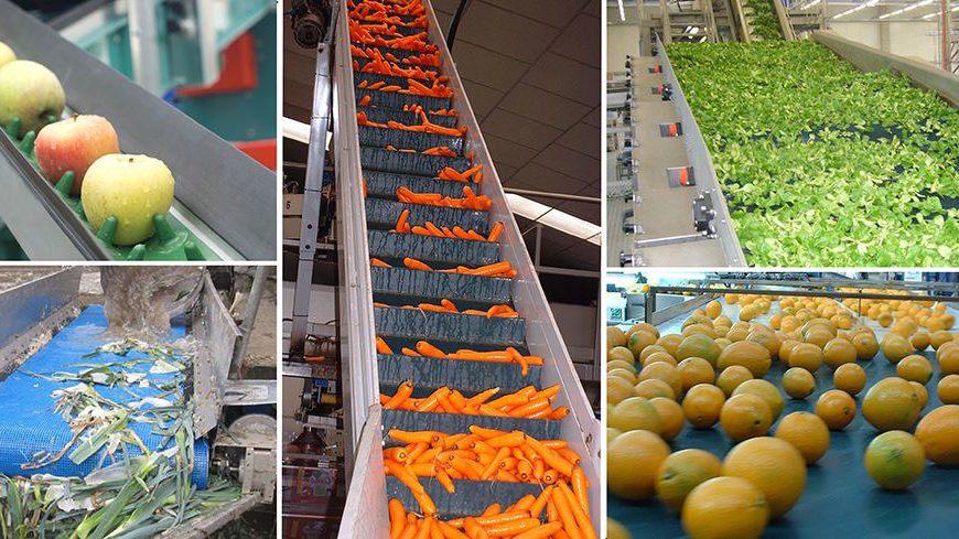 Food Belts - Fruits & Vegetables