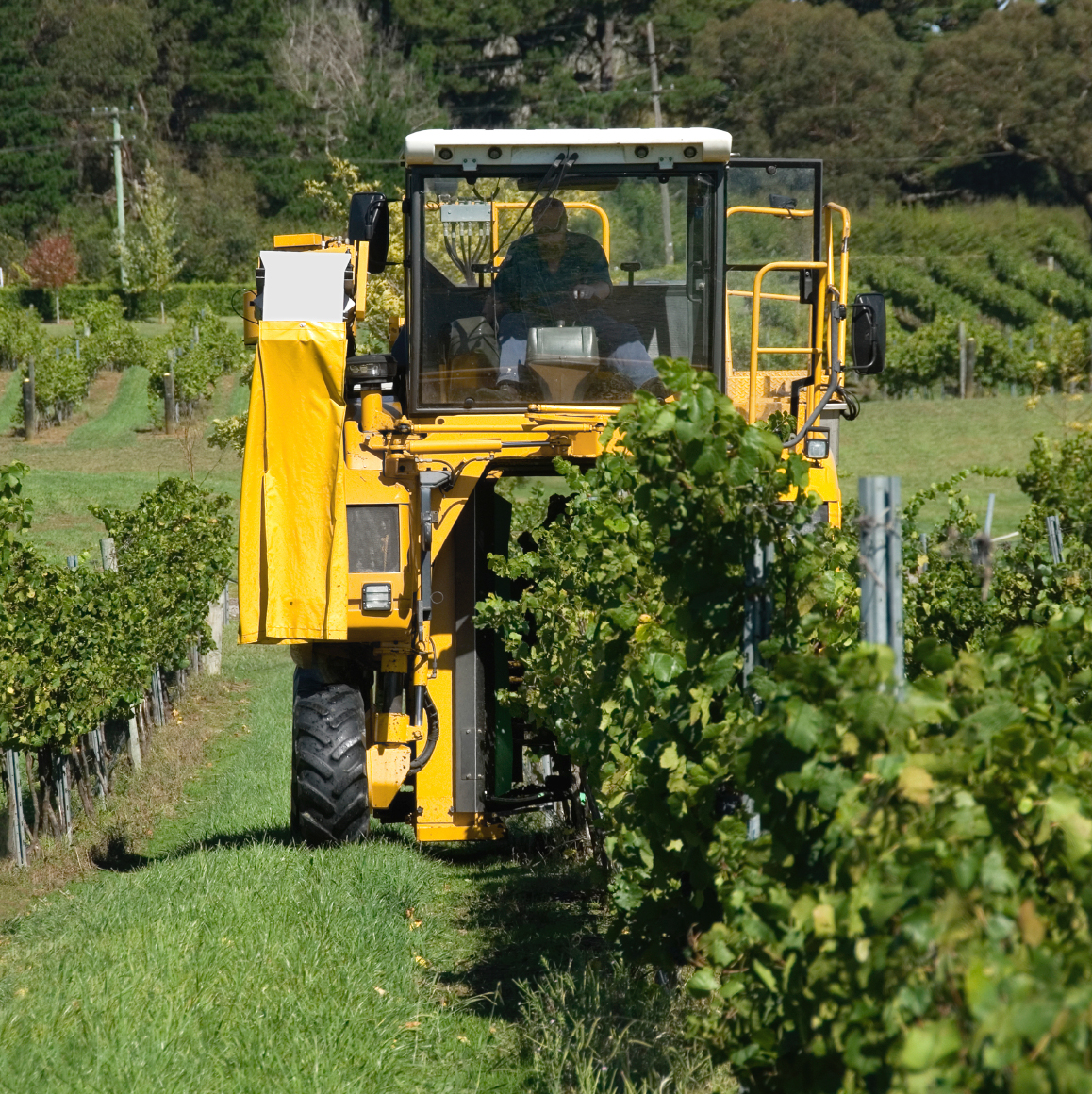 Conveyor Belts For Grape Harvesting Esbelt conveyor-belts-for-grape-harvesting-esbelt
