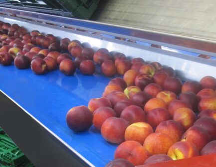 Bandas esbelt serie Febor frutas