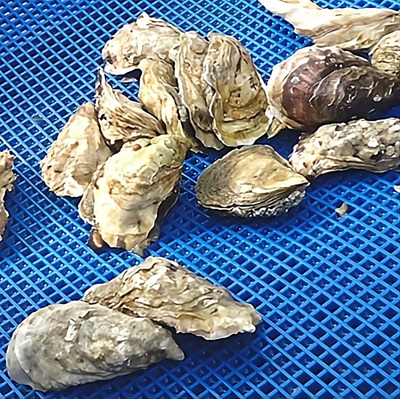 Transformation des fruits de mer