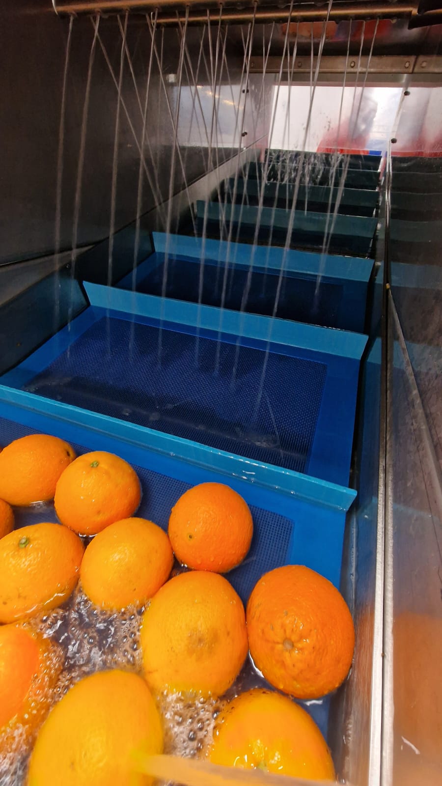 Bande Meshbelt pour le lavage des oranges